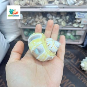 Vỏ ốc xà cừ vàng mài vuông size M, M+