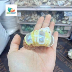 Vỏ ốc xà cừ vàng mài vuông size M, M+
