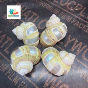 Vỏ ốc xà cừ vàng mài vuông size M, M+