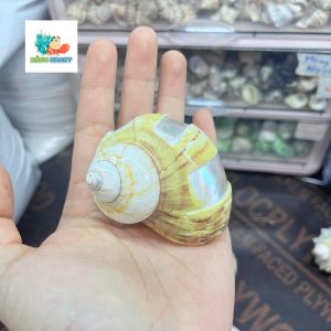 Vỏ ốc xà cừ vàng mài vuông size M, M+