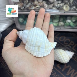 Vỏ ốc nhung trắng nhỏ