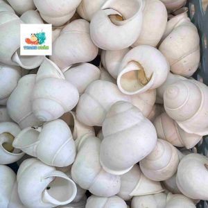 Vỏ ốc hoa trắng cỡ xs-s