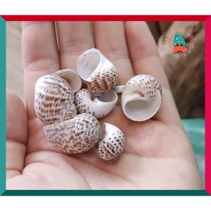 Vỏ ốc bông cỡ siêu baby và baby nhà cho ốc mượn hồn họa tiết ngẫu nhiên