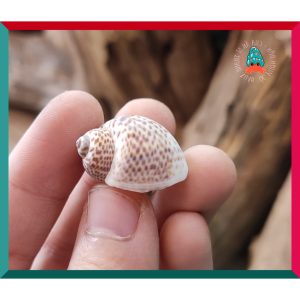 Vỏ ốc bông cỡ siêu baby và baby nhà cho ốc mượn hồn họa tiết ngẫu nhiên