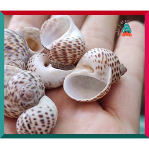 Vỏ ốc bông cỡ siêu baby và baby nhà cho ốc mượn hồn họa tiết ngẫu nhiên