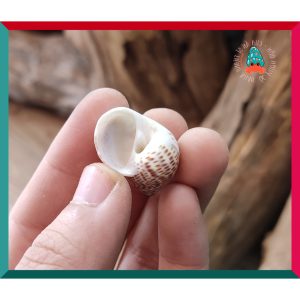 Vỏ ốc bông cỡ siêu baby và baby nhà cho ốc mượn hồn họa tiết ngẫu nhiên