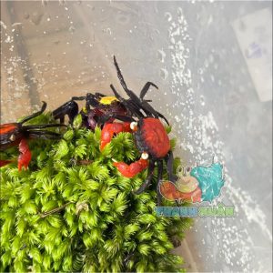 Rêu đầu xanh lót nền cho ốc mượn hồn lột cạn , bể terramium, isopod, cua vampire,...