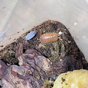 Combo hộp kèm phụ kiện nuôi isopod 19x12,5x7,5cm