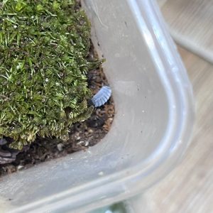 Combo hộp kèm phụ kiện nuôi isopod 19x12,5x7,5cm