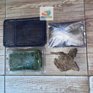 Combo hộp kèm phụ kiện nuôi isopod 19x12,5x7,5cm