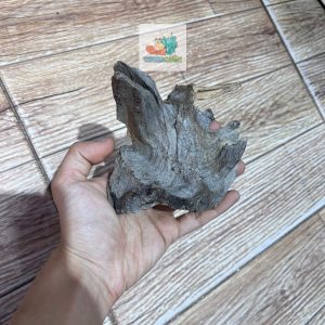 Combo hộp kèm phụ kiện nuôi isopod 19x12,5x7,5cm