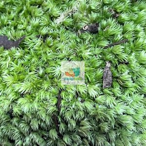 Rêu đầu xanh lót nền cho ốc mượn hồn lột cạn , bể terramium, isopod, cua vampire,...