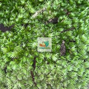 Rêu đầu xanh lót nền cho ốc mượn hồn lột cạn , bể terramium, isopod, cua vampire,...