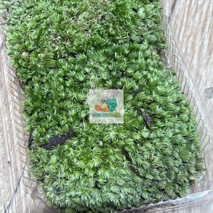 Rêu đầu xanh lót nền cho ốc mượn hồn lột cạn , bể terramium, isopod, cua vampire,...