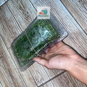 Rêu đầu xanh lót nền cho ốc mượn hồn lột cạn , bể terramium, isopod, cua vampire,...