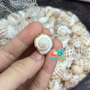 Vỏ ốc hương cỡ baby họa tiết ngẫu nhiên