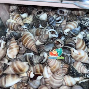 Vỏ ốc hương xanh cỡ siêu baby trang trí chụp ảnh