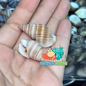 Vỏ ốc hương xanh cỡ siêu baby trang trí chụp ảnh