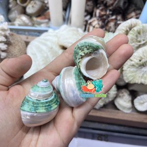 Vỏ ốc mặt trăng xanh mài lốc xoáy xà cừ cỡ xs xs+