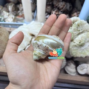 Vỏ ốc mặt trăng vàng mài lốc xoáy xà cừ cỡ M dành cho ốc mượn hồn họa tiết ngẫu nhiên