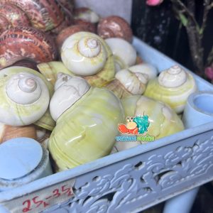 Vỏ ốc xà cừ vàng cỡ M L cho ốc mượn hồn