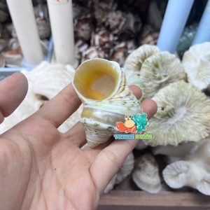 Vỏ ốc mặt trăng vàng mài lốc xoáy xà cừ cỡ M dành cho ốc mượn hồn họa tiết ngẫu nhiên