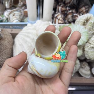 Vỏ ốc xà cừ vàng cỡ M L cho ốc mượn hồn
