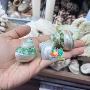 Vỏ ốc mặt trăng xanh mài lốc xoáy xà cừ cỡ xs xs+
