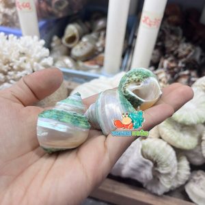 Vỏ ốc mặt trăng xanh mài lốc xoáy xà cừ cỡ xs xs+