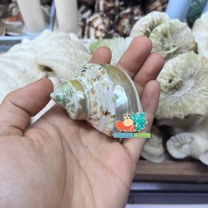Vỏ ốc mặt trăng vàng mài lốc xoáy xà cừ cỡ M dành cho ốc mượn hồn họa tiết ngẫu nhiên