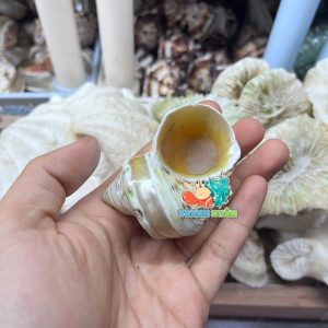 Vỏ ốc mặt trăng vàng mài lốc xoáy xà cừ cỡ M dành cho ốc mượn hồn họa tiết ngẫu nhiên