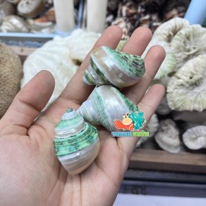 Vỏ ốc mặt trăng xanh mài lốc xoáy xà cừ cỡ xs xs+