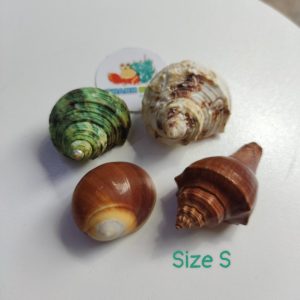 Bộ vỏ ốc trang trí đủ các kích thước giao ngẫu nhiên