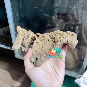 Lũa gỗ san đá nhỏ kích thước 15-20cm giao ngẫu nhiên