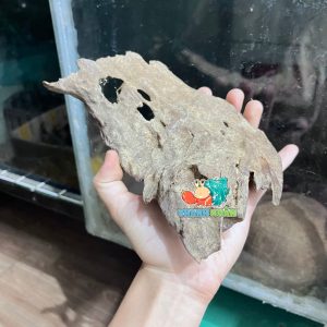 Lũa gỗ san đá nhỏ kích thước 15-20cm giao ngẫu nhiên