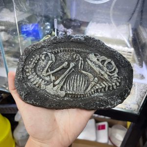 Mô hình hóa thạch khủng long trang trí