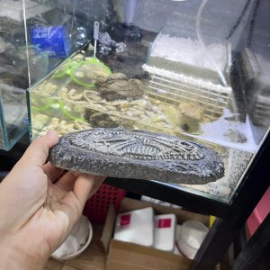 Mô hình hóa thạch khủng long trang trí