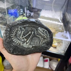 Mô hình hóa thạch khủng long trang trí