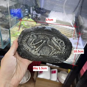 Mô hình hóa thạch khủng long trang trí