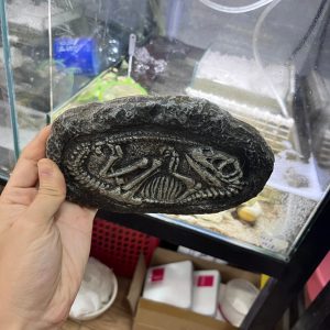 Mô hình hóa thạch khủng long trang trí