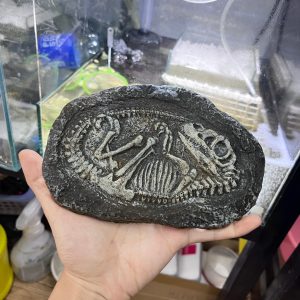 Mô hình hóa thạch khủng long trang trí