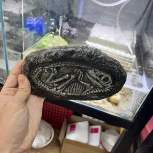 Mô hình hóa thạch khủng long trang trí