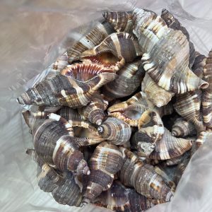 Vỏ ốc mỏ két cỡ xs, s trang trí bể cá, phụ kiện chụp ảnh đẹp