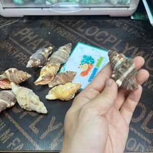Vỏ ốc mỏ két cỡ xs, s trang trí bể cá, phụ kiện chụp ảnh đẹp
