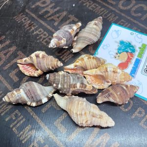 Vỏ ốc mỏ két cỡ xs, s trang trí bể cá, phụ kiện chụp ảnh đẹp