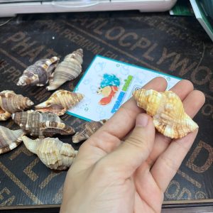 Vỏ ốc mỏ két cỡ xs, s trang trí bể cá, phụ kiện chụp ảnh đẹp