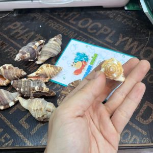 Vỏ ốc mỏ két cỡ xs, s trang trí bể cá, phụ kiện chụp ảnh đẹp