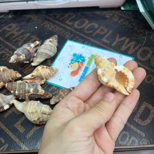 Vỏ ốc mỏ két cỡ xs, s trang trí bể cá, phụ kiện chụp ảnh đẹp