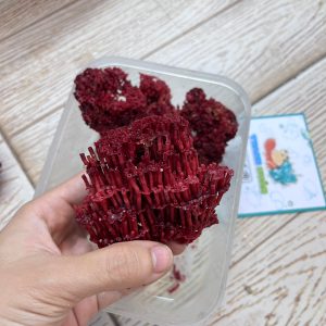 San hô đỏ màu tự nhiên là thức ăn và trang trí cho chuồng nuôi