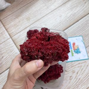 San hô đỏ màu tự nhiên là thức ăn và trang trí cho chuồng nuôi